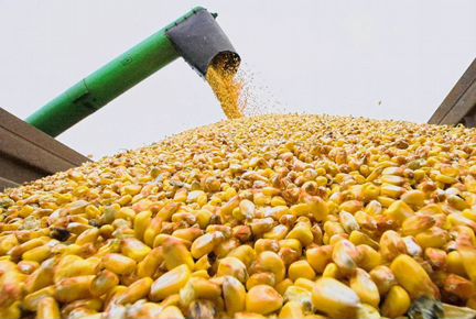 Кукуруза-зерно