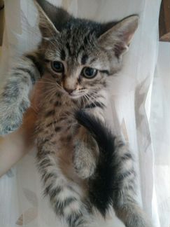 Кошка сибирская