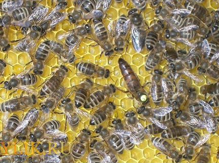 Пчеломатки пчелопакеты карпатка