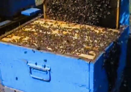 Пчелосемьи продам