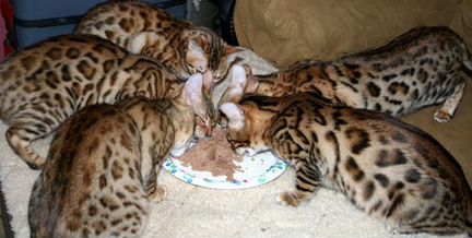 Котята бенгальские, леопардовый окрас