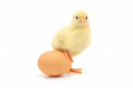 Инкубационное яйцо и цыплята бройлерных кур