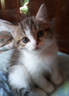 Котенок девочка 1,5 месяца