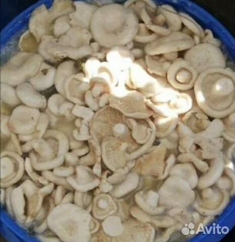 Продам грузди соленые с укропом и чесноком
