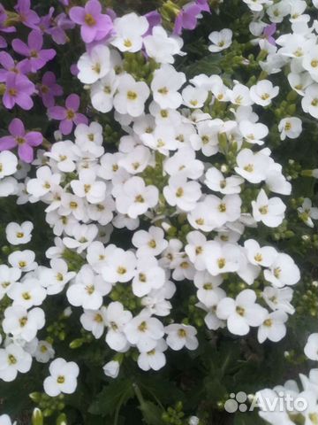 Арабис альпийский