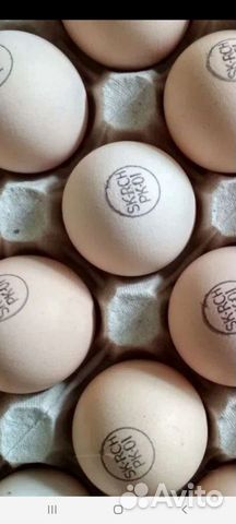 Инкуб яйцо Кобб Росс