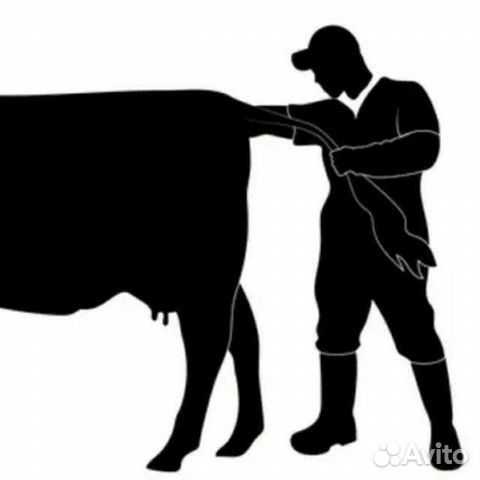 Осеменение коров