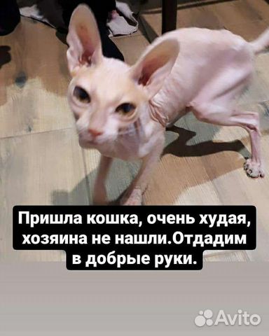 Донской сфинкс купить в Минеральных Водах | Животные и зоотовары | Авито