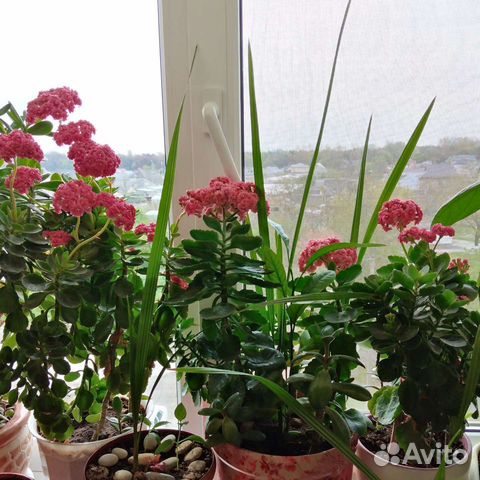 Каланхоэ цветущий