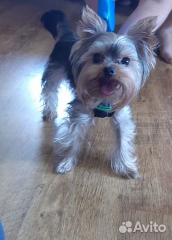 Йоркширский терьер вязка