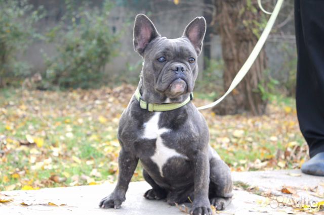 Подрощенный мальчишка французик