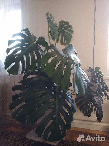 Монстера Комнатное Цветы