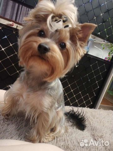 Йоркширский терьер вязка