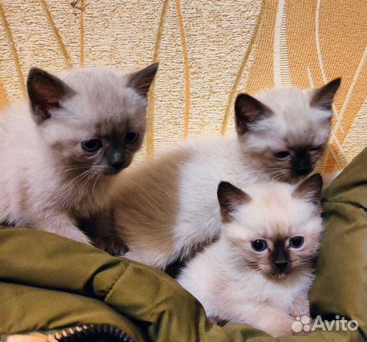 Тайская Кошка Купить