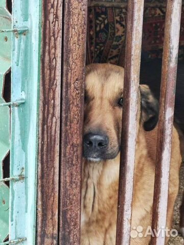 Спаси Тиффани из приюта