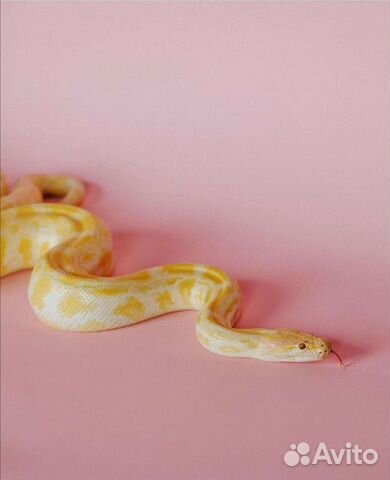 Аренда змей для фото, видео съёмок