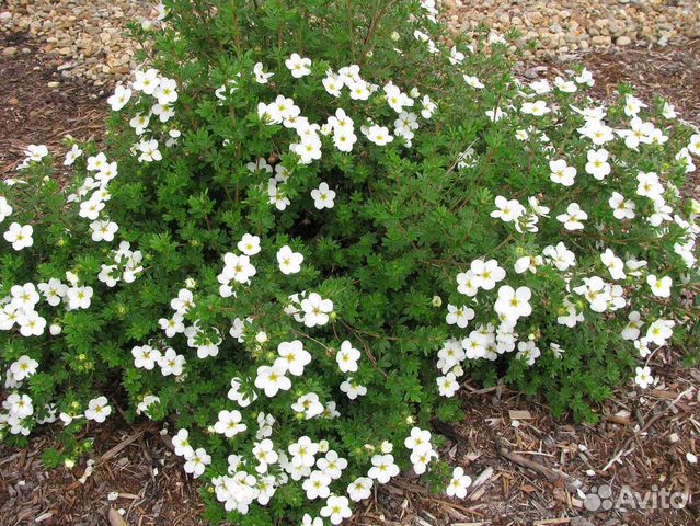 Лапчатка кустарниковая