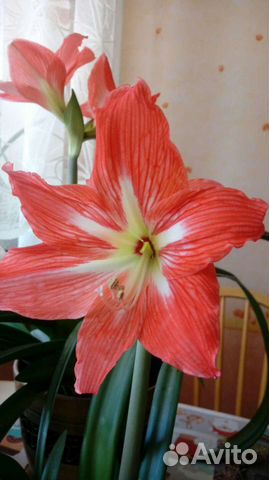 Гиппеаструм (амариллис) оранжевый или лилия