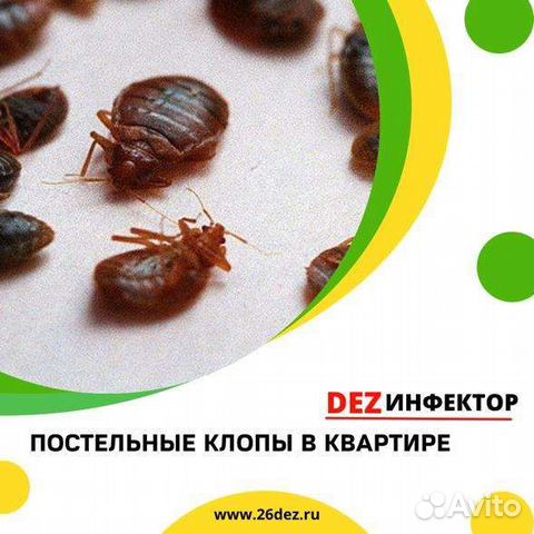 Дезинфекция,дезинсекция клопов, тараканов