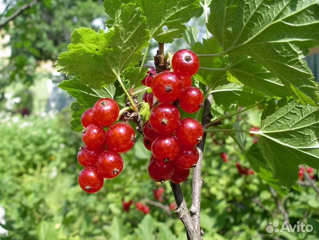 Саженцы смородина черная, красная, крыжовник