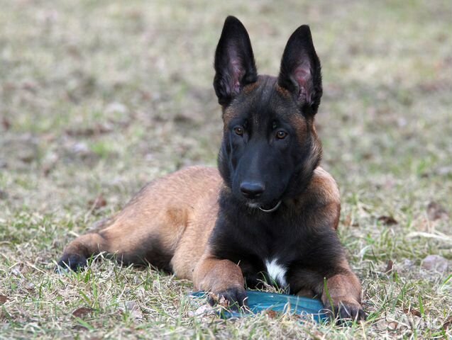 Щенки бельгийской овчарки малинуа