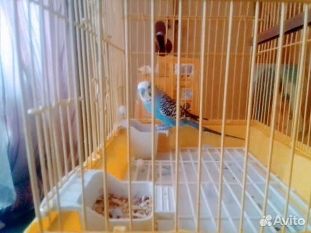 Волнистый попугай самец с клеткой с кормом