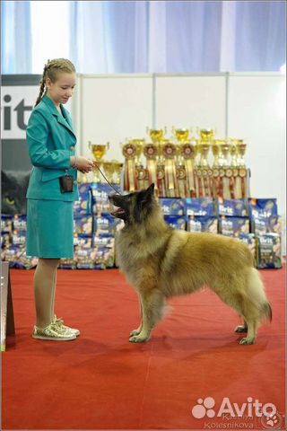 Хендлер, демонстрация собак на выставках Самара