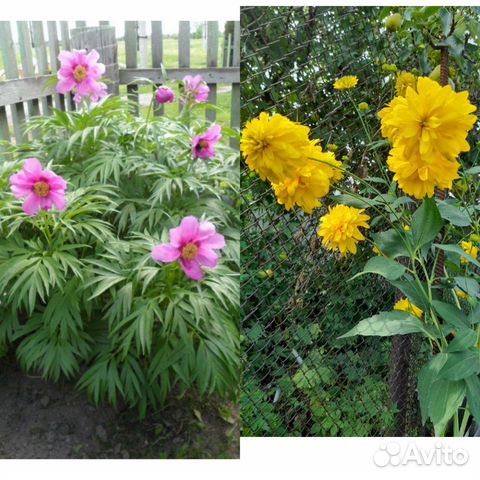 Марьин корень Пион Золотой шар