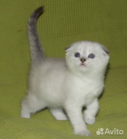 Котята шотландские вислоухие scottish fold