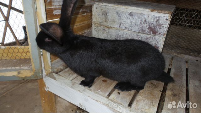 Самки и самцы кроликов купить на Зозу.ру - фотография № 4