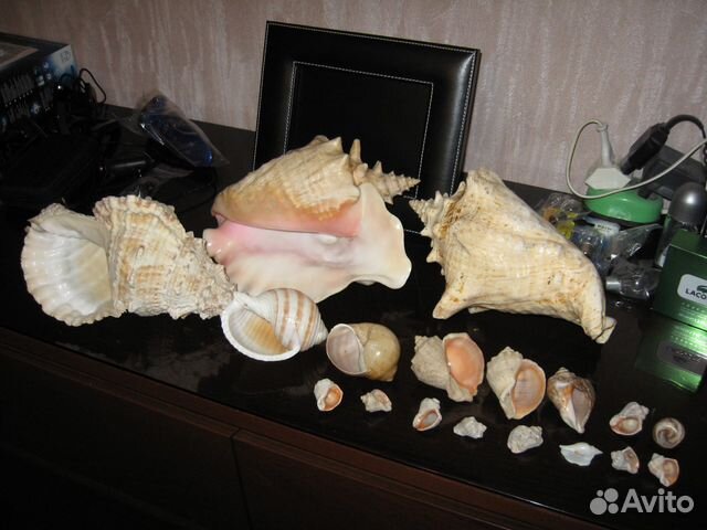 Коллекция больших и маленьких раковин и ракушек