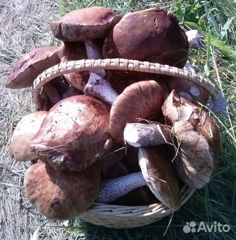 Участок 10 сот. (СНТ, ДНП)