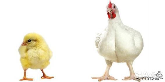 Цыплята бройлеры от суточных до месячных, гусята купить на Зозу.ру - фотография № 1