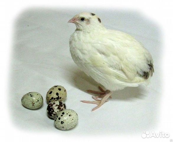 Перепела техас, инкубационное яйцо купить на Зозу.ру - фотография № 1