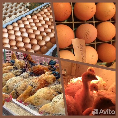 Инкубация яиц. Вывод цыплят. Цыплята бройлера купить на Зозу.ру - фотография № 3