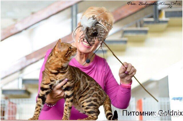 Вязка с бенгальским котом Вязка с бенгальским котом
