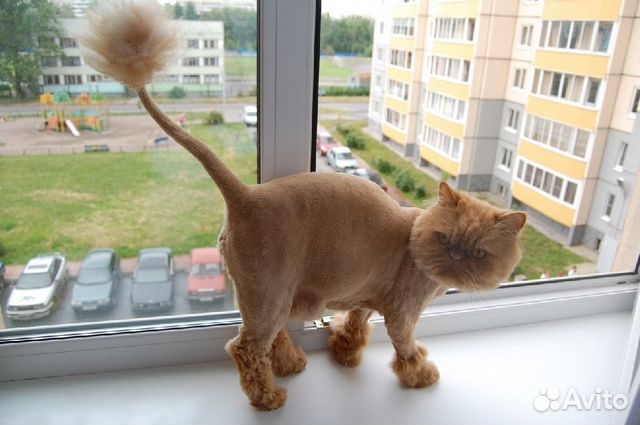 Стрижка кошек в лисках Стрижка кошек в лисках