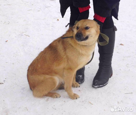 Отличная жизнерадостная собака ищет дом, стерильна купить на Зозу.ру - фотография № 4