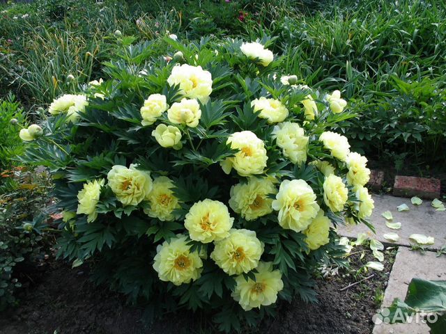 Для Интерьера сада Жёлтый Ито Пион Бартзелла