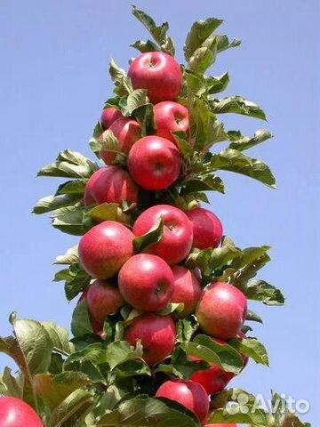 Питомник-С реализует колон. яблоню Останкино и др