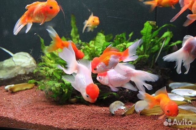 Золотые Рыбки Аквариумные Купить В Спб
