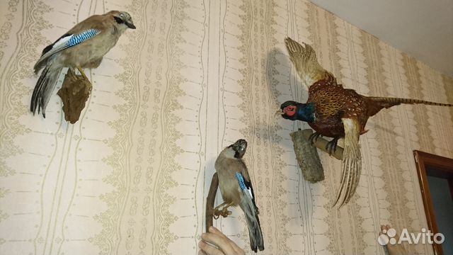 Птицы В Интерьере Фото