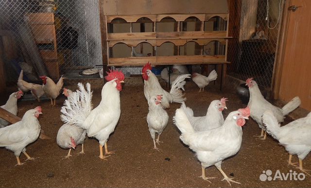 Инкубационное яицо(Маран,Леггорн стандарт) цыплята купить на Зозу.ру - фотография № 1