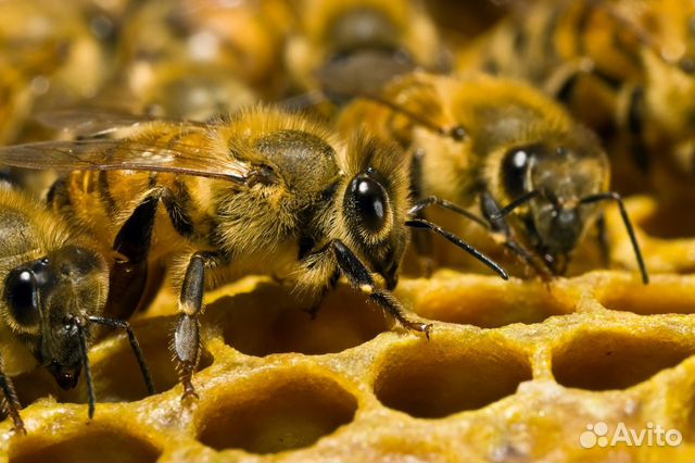 Пчелосемьи, отводки и рои со своей пасеки купить на Зозу.ру - фотография № 1