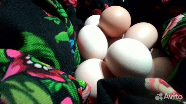 Инкубационные яйца порода джерсиский гигант купить на Зозу.ру - фотография № 1