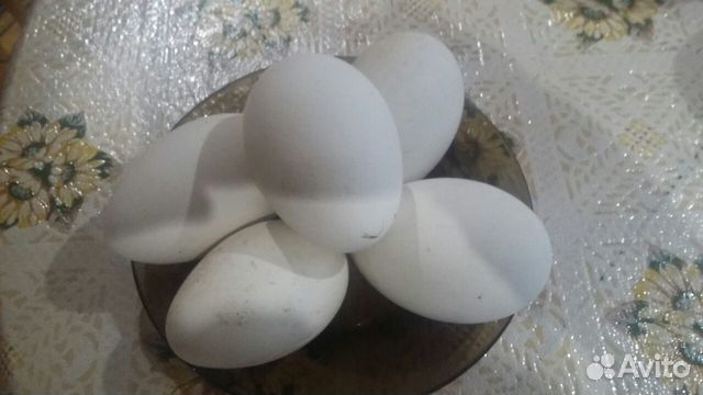 Продам гусиное яйцо на инкубацию купить на Зозу.ру - фотография № 1