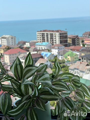 

Квартира-студия, 34 м², 2 кровати