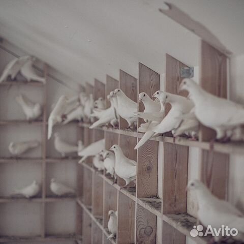 Голуби на свадьбу