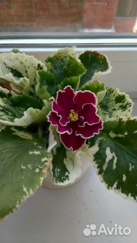 Сортовая фиалка ле-Оксана Сортовая фиалка ле-Оксана