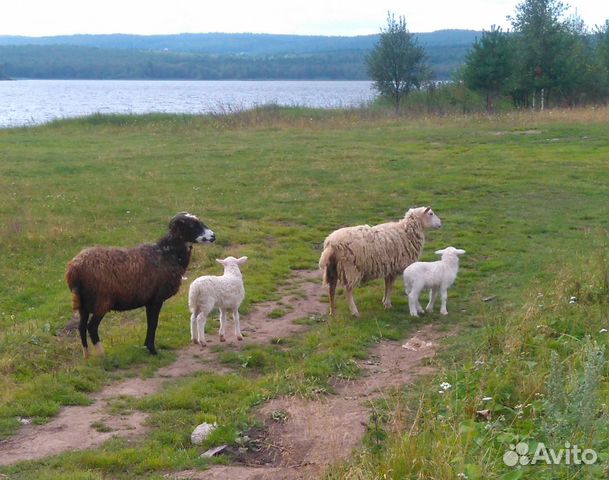 Бараны, овцы, ягнята, козы купить на Зозу.ру - фотография № 1